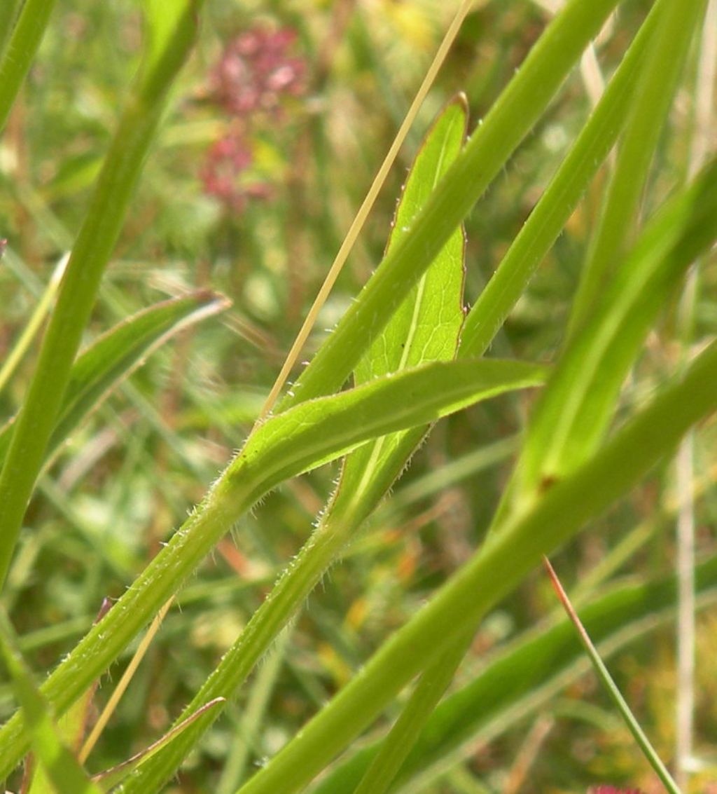 Phyteuma betonicifolium